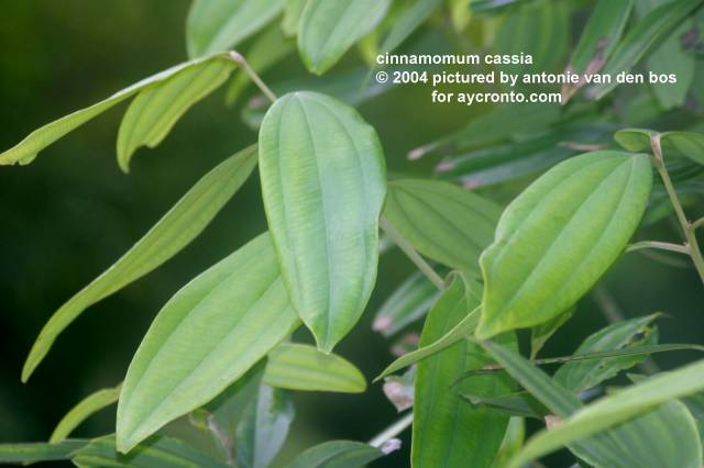 عکسهای دارچین Cinnamomum cassia aromaticum 2